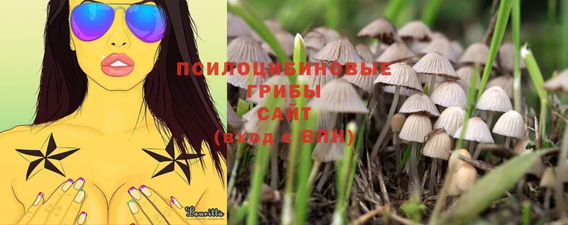 Псилоцибиновые грибы Psilocybine cubensis  как найти закладки  Заозёрный 